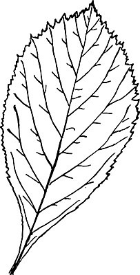 EPS 해외이미지 선 잎 일러스트 미술 검은색 수확 흰색 나뭇가지 그림 판화 흉터 해외202004 해외일러스트 나무 식물 컬러 농업 문화예술 상처 파일형식 벡터 이미지허브