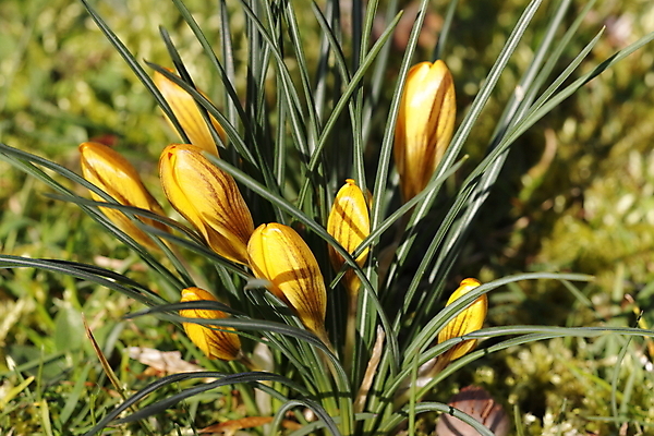 포토 JPG 해외이미지 식물 계절 꽃잎 꽃 분홍색 백그라운드 잎 꽃무늬 오렌지 자연 새로움 따뜻함 사람없음 초록색 물 파란색 빛 노란색 머리 정원 보라색 추위 벚꽃 흰색 신선 개화 작음 제비꽃 심볼 사인 내추럴 고립 땅바닥 헌병 해외202004 해외포토 자연요소 컬러 컨셉 무늬 과일 바닥 신체부위 군인 크기 생태계 파일형식 이미지허브