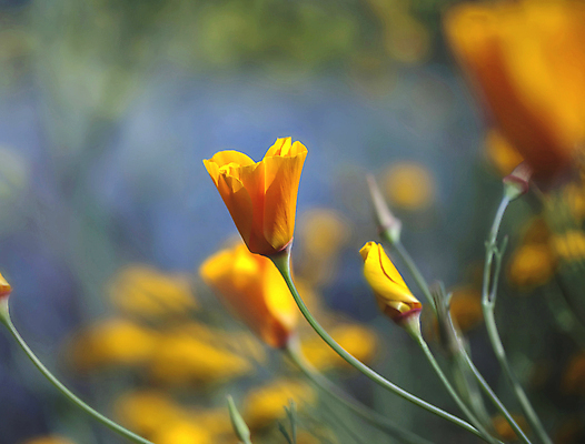 포토 JPG 해외이미지 식물 계절 공원 꽃잎 꽃 줄기 꽃무늬 패턴 밭 오렌지 자연 하늘 휴가 산 따뜻함 씨앗 풍경 사람없음 야외 세로 초록색 여름 파란색 컬러풀 태양 농장 노란색 환경 정원 계곡 맑음 미국 봄 활발 들꽃 시골 신선 개화 황무지 황금 작음 큼 다발 아래 원예 질감 데이지 냄새 캘리포니아 장면 양귀비 거인 내추럴 강렬 해외202004 해외포토 자연요소 공공시설 컬러 컨셉 북아메리카 무늬 농업 과일 날씨 취미 크기 방향 생태계 위치 파일형식 이미지허브