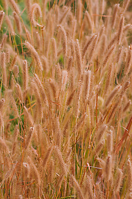 포토 JPG 해외이미지 모양 식물 계절 공원 꽃 실루엣 줄기 분홍색 곡선 자연 바람 풍경 사람없음 야외 장식 빨간색 평화 정원 보라색 일몰 시골 황금 볏짚 밀 내추럴 블러 해외202004 해외포토 자연요소 공공시설 선 컬러 컨셉 날씨 곡류 촬영기법 노을 짚 생태계 파일형식 이미지허브