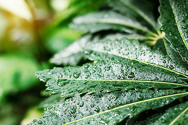 포토 JPG 해외이미지 나무 식물 디자인 계절 공원 백그라운드 잎 패턴 자연 표면 손바닥 사람없음 야외 장식 초록색 물 햇빛 정원 봄 활발 젖음 성장 물방울 신선 양념 개화 닫기 숲 원예 질감 내추럴 양치류 현실 해외202004 해외포토 자연요소 손 공공시설 꽃 컬러 컨셉 무늬 모션 취미 태양 생태계 파일형식 이미지허브