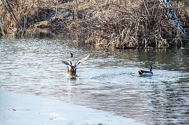 포토 JPG 해외이미지 동물 남자 물결 야생동물 백그라운드 날개 자연 조류 아침 오리 사람없음 야외 초록색 물 여름 파란색 빛 반려동물 강 농장 반사 평화 봄 거울 흰색 시골 연못 그룹 깃털 사냥 엽서 솜털 물새 청둥오리 내추럴 해외202004 해외포토 주간 자연요소 계절 컬러 컨셉 농업 사람 편지 생태계 파일형식 이미지허브