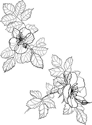 EPS 해외이미지 식물 계절 꽃 야생동물 백그라운드 꽃무늬 패턴 일러스트 자연 잉크 흑백 그래픽 장식 펜 정원 검은색 흰색 나뭇가지 인쇄 스케치 그림 생물학 판화 옛날 핸드메이드 해외202004 해외일러스트 나무 동물 교육 컬러 무늬 촬영기법 미술 필기구 생태계 파일형식 벡터 이미지허브