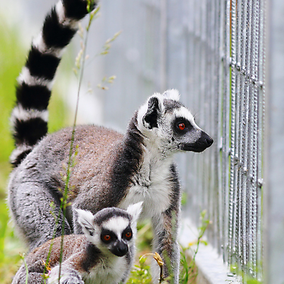 포토 JPG 해외이미지 동물 척추동물 응시 공원 얼굴 야생동물 포유류 가족 아프리카 자연 생물 털 동물원 종류 사람없음 야외 검은색 줄무늬 회색 흰색 원숭이 아기 관찰 반지 모피 호기심 꼬리 멸종 솜털 유인원 노려봄 마다가스카르 여우원숭이 해외202004 해외포토 시선 공공시설 감정 나라 컬러 컨셉 무늬 장신구 관계 모션 표정 사람 신체부위 생태계 파일형식 이미지허브
