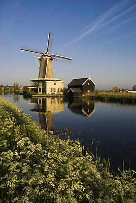 포토 JPG 해외이미지 하늘 아침 파슬리 사람없음 파란색 강 봄 줄무늬 우정 물방울 소 네덜란드 방앗간 해외202004 해외포토 주간 계절 유럽 컬러 무늬 채소 포유류 친구 파일형식 이미지허브