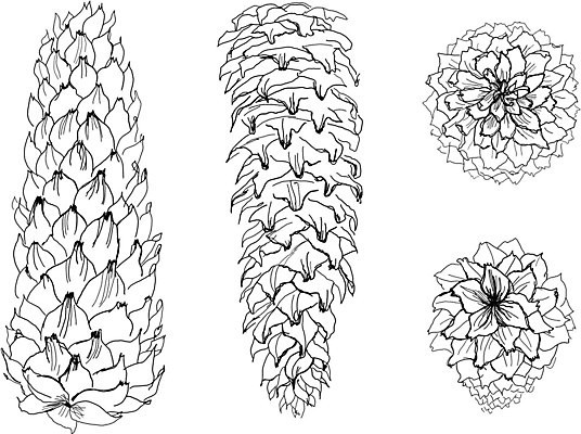 EPS 해외이미지 나무 식물 계절 야생동물 크리스마스 겨울 일러스트 자연 휴가 새로움 흑백 장식 연필 펜 검은색 흰색 소나무 숲 인쇄 스케치 연도 그림 생물학 손그림 솔방울 판화 전나무 원뿔 해외202004 해외일러스트 도형 동물 교육 기념일 컬러 컨셉 학용품 촬영기법 미술 필기구 생태계 파일형식 벡터 이미지허브