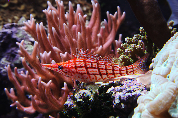 포토 JPG 해외이미지 어류 사람없음 수중 산호 닫기 수족관 해외202004 해외포토 모션 수중동물 자포동물 파일형식 이미지허브