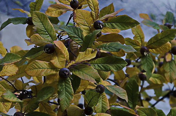 포토 JPG 해외이미지 나무 식물 계절 음식 잎 농업 다이어트 과일 디저트 건강 사람없음 갈색 수확 가을 나뭇가지 신선 최고 그룹 달콤 유기농 부드러움 내추럴 식용 채식주의자 해외202004 해외포토 웰빙 산업 컬러 감각 맛 채식 파일형식 이미지허브