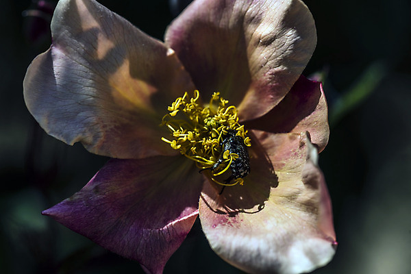 포토 JPG 해외이미지 식물 계절 꽃 줄기 분홍색 곤충 자연 사람없음 초록색 노란색 정원 검은색 봄 활발 기쁨 다양 성장 흰색 시골 개화 맛 보호 수분 원예 보안 꽃가루 숨김 영양분 동정 해외202004 해외포토 동물 감정 컬러 다수 컨셉 안전 취미 가루 생태계 파일형식 이미지허브