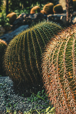 포토 JPG 해외이미지 식물 백그라운드 자연 선인장 건조 사람없음 장식 초록색 여름 노란색 정원 사막 원형 가시 척추 묘사 질감 내추럴 해외202004 해외포토 도형 계절 컬러 뼈 생태계 파일형식 이미지허브