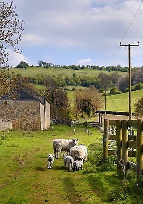 포토 JPG 해외이미지 전통 영어 유럽 밭 영국 잉글랜드 사람없음 농장 농경지 가축 봄 양 언덕 양고기 외양간 밭일 유럽연합 해외202004 해외포토 동물 문자 계절 나라 농업 포유류 육류 파일형식 이미지허브