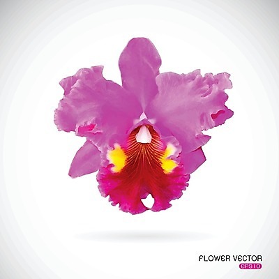 EPS 해외이미지 식물 디자인 꽃잎 꽃 분홍색 백그라운드 꽃무늬 일러스트 자연 추상 휴가 수채화 미술 동양인 장식 여름 머리 우주 정원 보라색 스파 봄 벚꽃 흰색 신선 신용카드 난초 심볼 사인 복숭아 꽃가루 호접란 내추럴 고립 이국적 현실 해외202004 해외일러스트 계절 컬러 무늬 과일 문화예술 인종 신체부위 금융 가루 생태계 파일형식 벡터 이미지허브