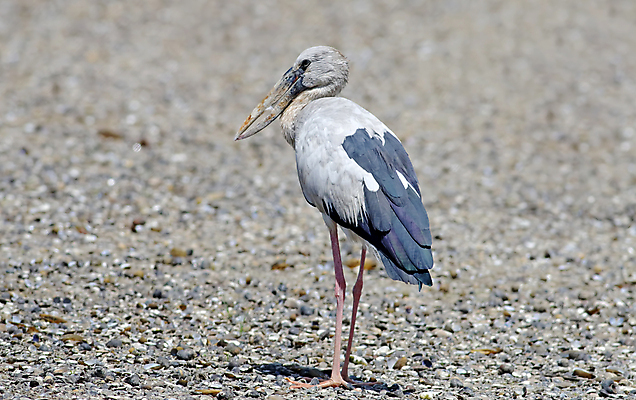 포토 JPG 해외이미지 동물 아시아 얼굴 야생동물 백그라운드 날개 태국 자연 조류 사람없음 야외 가로 컬러풀 머리 환경 나뭇가지 막대기 닫기 깃털 꼬리 부리 서식지 생태학 황새 해외202004 해외포토 나무 교육 나라 컬러 모션 신체부위 생태계 파일형식 이미지허브