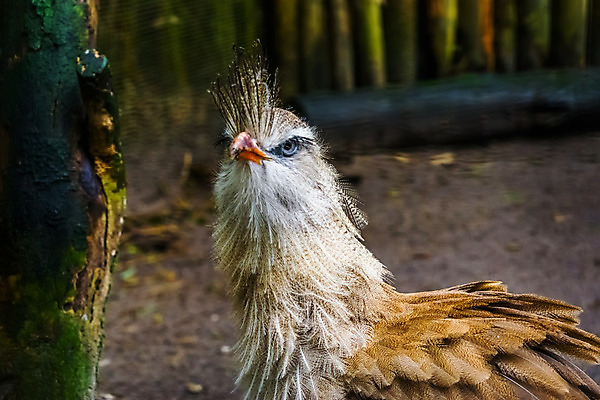 포토 JPG 해외이미지 동물 얼굴 조류 동물원 사람없음 빨간색 파란색 반려동물 갈색 노란색 머리 흰색 우아함 기중기 부리 갈기 브라질 계산서 아마존 이국적 브라질사람 해외202004 해외포토 컬러 컨셉 신체부위 중장비 남아메리카 파일형식 이미지허브