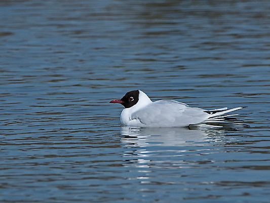 포토 JPG 해외이미지 계절 야생동물 자연 조류 사람없음 빨간색 갈색 검은색 회색 흰색 해외202004 해외포토 동물 컬러 생태계 파일형식 이미지허브
