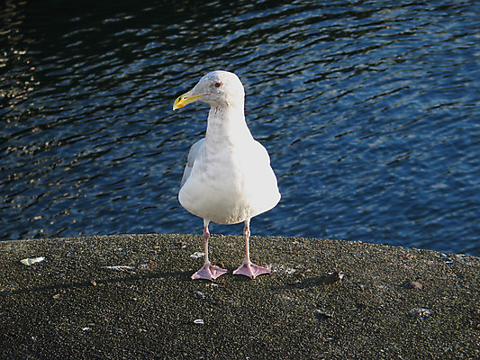 포토 JPG 해외이미지 동물 파도 갈매기 조류 사람없음 가로 빨간색 물 깃털 부리 해외202004 해외포토 자연요소 바다 컬러 파일형식 이미지허브
