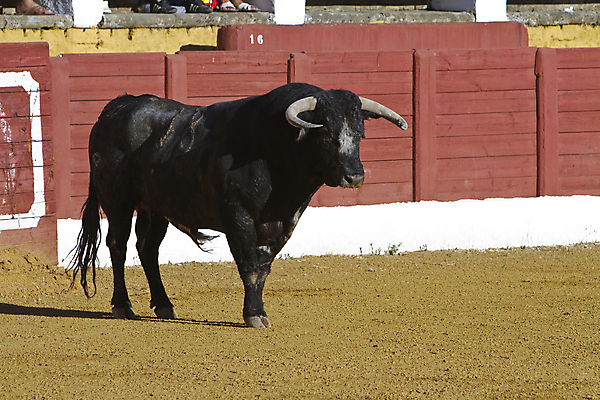 포토 JPG 해외이미지 동물 전통 문화 스포츠 사람없음 축제 공연 축하 용기 자신감 소 위험 황소 싸움 민화 스페인어 투우장 해외202004 해외포토 그릇 감정 컨셉 포유류 모션 이벤트 그림 투우 파일형식 이미지허브