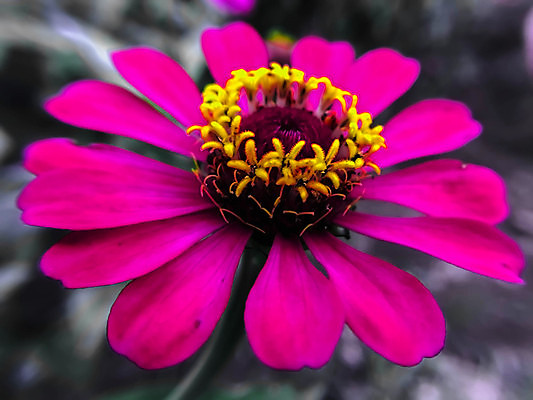 포토 JPG 해외이미지 식물 계절 꽃잎 꽃 분홍색 꽃다발 백그라운드 꽃무늬 밭 자연 추상 사람없음 초록색 여름 컬러풀 정원 보라색 봄 벚꽃 축하 신선 개화 닫기 소프트포커스 제비꽃 부드러움 내추럴 블러 해외202004 해외포토 컬러 컨셉 무늬 농업 모션 촬영기법 감각 생태계 파일형식 이미지허브