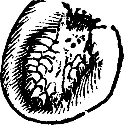 EPS 해외이미지 식물 꽃 선 일러스트 미술 검은색 수확 흰색 오르간 그림 시스템 판화 꽃수술 해외202004 해외일러스트 컬러 농업 문화예술 건반악기 파일형식 벡터 산업 악기 건반 음악 이미지허브