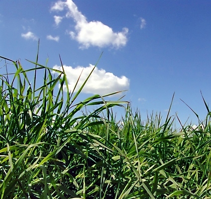 포토 JPG 해외이미지 식물 구름 계절 실루엣 백그라운드 잎 자연 벽지 하늘 풍경 사람없음 야외 초록색 여름 파란색 덮개 흰색 허브 만족 질감 부드러움 천국 해외202004 해외포토 자연요소 감정 컬러 촬영기법 뚜껑 감각 생태계 파일형식 이미지허브