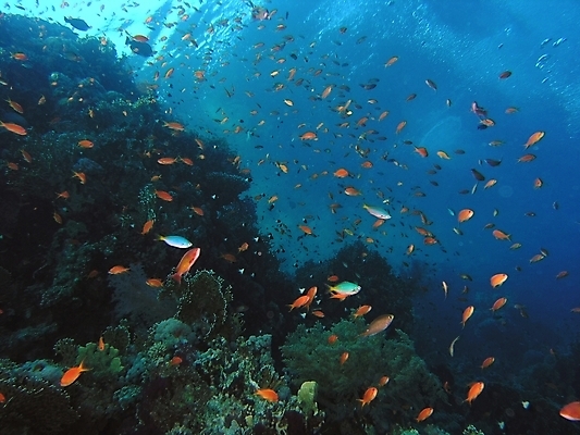 포토 JPG 해외이미지 식물 동물 야생동물 잎 자연 표면 어류 사람없음 물 반사 수중 투명 스노클링 산호 잠수부 암초 동물상 해외202004 해외포토 자연요소 조형물 수중동물 수상스포츠 자포동물 전문직 생태계 파일형식 이미지허브