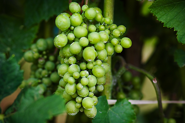포토 JPG 해외이미지 식물 계절 산업 음식 백그라운드 잎 밭 농업 과일 자연 하늘 포도 건강 풍경 사람없음 야외 초록색 여름 파란색 농장 와인 정원 계곡 봄 수확 성장 가을 흰색 시골 신선 유기농 포도밭 포도나무 지역 내추럴 밭일 양조장 해외202004 해외포토 웰빙 컬러 주류 과일나무 생태계 파일형식 이미지허브