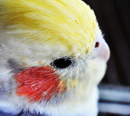 포토 JPG 해외이미지 동물 공원 얼굴 날개 자연 조류 주택 동물원 사람없음 빨간색 초록색 반려동물 컬러풀 노란색 검은색 회색 흰색 표현 숲 깃털 부리 앵무새 이국적 해외202004 해외포토 공공시설 컬러 건물 신체부위 생태계 파일형식 이미지허브