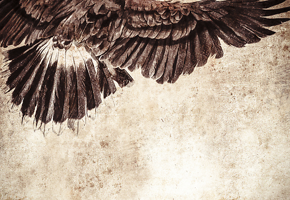 포토 JPG 해외이미지 동물 1 디자인 야생동물 백그라운드 컨셉 패턴 날개 일러스트 포유류 자연 조류 추상 미술 사람없음 옆모습 그래픽 머리 검은색 미국 힘 자유 흰색 황금 심볼 깃털 사냥 부리 독수리 육식동물 대머리 멸종 애국심 고립 마스코트 해외202004 해외포토 헤어스타일 뷰포인트 컬러 북아메리카 무늬 문화예술 신체부위 생태계 파일형식 이미지허브