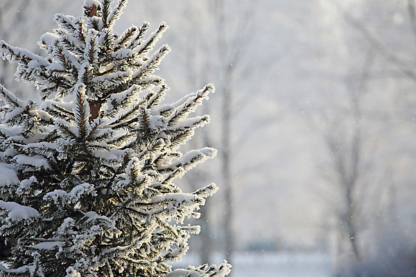 포토 JPG 해외이미지 나무 공원 백그라운드 크리스마스 겨울 자연 날씨 새해 풍경 사람없음 목재 환경 냉동 얼음 추위 백발 흰색 나뭇가지 숲 서리 전나무 내추럴 가문비나무 해외202004 해외포토 자연요소 식물 헤어스타일 계절 공공시설 기념일 컬러 재료 생태계 파일형식 이미지허브