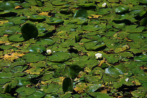 포토 JPG 해외이미지 공원 호수 섬 잎 캐나다 자연 영국 사람없음 초록색 물 환경 연못 신선 도시 콜롬비아 신호등 언덕 내추럴 패드 벤쿠버 해외202004 해외포토 자연요소 식물 공공시설 유럽 컬러 북아메리카 남아메리카 생태계 파일형식 이미지허브