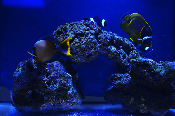 포토 JPG 해외이미지 식물 야생동물 바다 백그라운드 자연 어류 풍경 사람없음 초록색 물 파란색 컬러풀 세계 바닷속 수중 줄무늬 거품 투명 해조류 산호 큼 장어 꼬리 상어 암초 수족관 해파리 석호 스펀지 내추럴 광 깊이 소금물 평야 해외202004 해외포토 자연요소 동물 컬러 무늬 수중동물 해양식물 자포동물 크기 생태계 파일형식 이미지허브