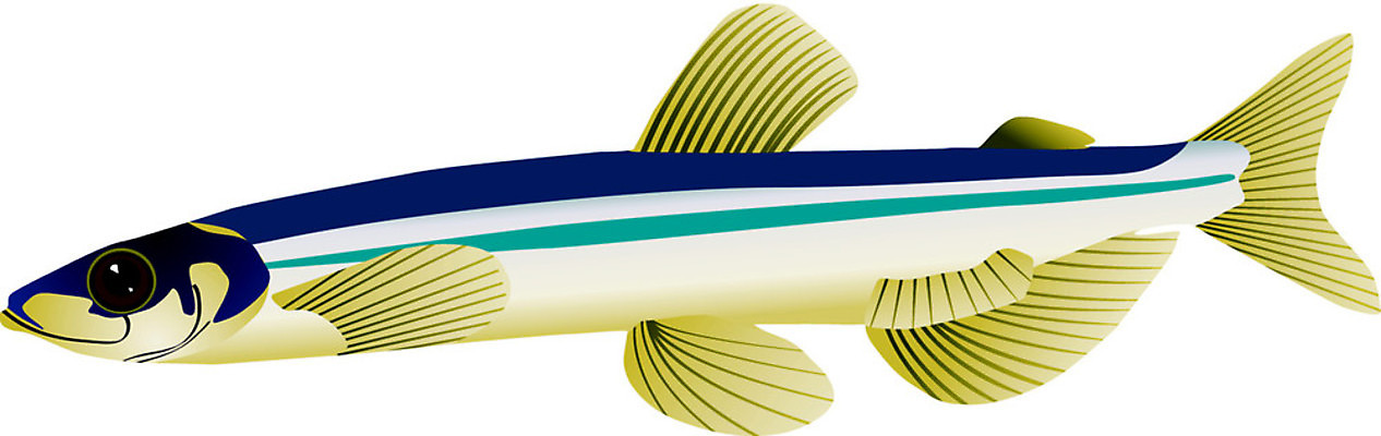 EPS 해외이미지 동물 실루엣 야생동물 선 음식 바다 일러스트 자연 낚시 저울 육류 어류 미술 그래픽 물 빛 검은색 웹 줄무늬 흰색 땅 그림 심플 지느러미 캐비아 포식 현실 해외202004 해외일러스트 자연요소 컬러 무늬 인터넷 식재료 레저 문화예술 촬영기법 수중동물 생태계 파일형식 벡터 이미지허브