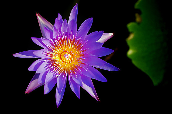 포토 JPG 해외이미지 식물 계절 공원 꽃잎 꽃 아시아 분홍색 잎 꽃무늬 태국 자연 휴식 연꽃 사람없음 야외 초록색 물 여름 반사 노란색 환경 정원 보라색 벚꽃 흰색 연못 신용카드 개화 백합 명상 엽서 이국적 해외202004 해외포토 자연요소 공공시설 나라 컬러 컨셉 무늬 금융 편지 생태계 파일형식 이미지허브