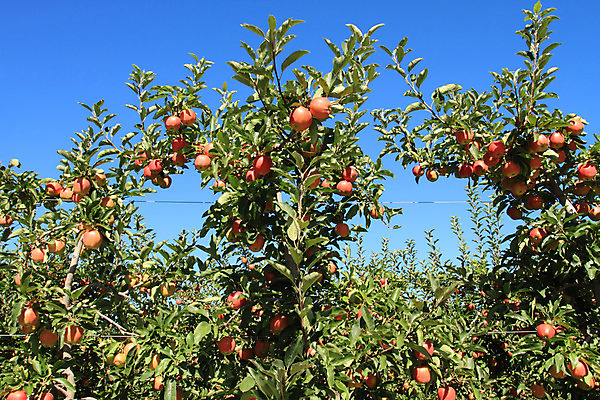 포토 JPG 해외이미지 나무 음식 잎 농업 과일 사람없음 빨간색 초록색 농작물 농장 성장 사과 과수원 해외202004 해외포토 식물 산업 컬러 파일형식 이미지허브