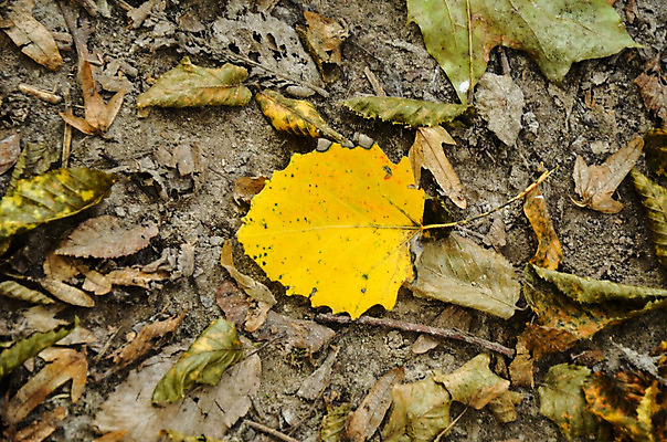 포토 JPG 해외이미지 나무 계절 백그라운드 단풍 낙엽 잎 밭 자연 거리 건조 종류 사람없음 목재 컬러풀 노란색 정원 가을 황금 숲 허브 은박지 강렬 땅바닥 삼림지대 수목 해외202004 해외포토 식물 컬러 농업 재료 바닥 생태계 파일형식 이미지허브
