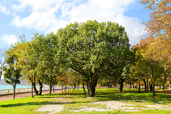 포토 JPG 해외이미지 나무 식물 구름 계절 공원 바다 백그라운드 잎 자연 벽지 하늘 휴식 풍경 사람없음 야외 장식 초록색 빛 컬러풀 햇빛 노란색 환경 맑음 산책 활발 가을 숲 내추럴 단절 해외202004 해외포토 자연요소 공공시설 컬러 컨셉 날씨 태양 생태계 파일형식 이미지허브