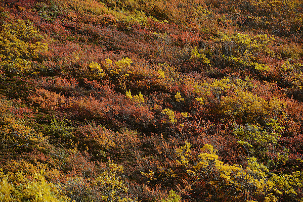 포토 JPG 해외이미지 나무 계절 공원 잎 오렌지 자연 풍경 사람없음 노란색 가을 황금 숲 알래스카 해외202004 해외포토 식물 공공시설 컬러 과일 미국 생태계 파일형식 이미지허브