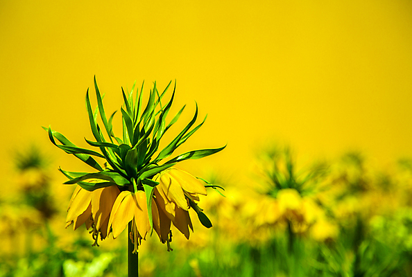 포토 JPG 해외이미지 식물 계절 공원 꽃잎 꽃 줄기 백그라운드 잎 꽃무늬 전구 자연 왕관 사람없음 초록색 여름 햇빛 노란색 정원 맑음 봄 벚꽃 개화 닫기 백합 큼 왕 원예 영원 웅장함 해외202004 해외포토 공공시설 컬러 무늬 모션 날씨 취미 태양 크기 생태계 파일형식 이미지허브