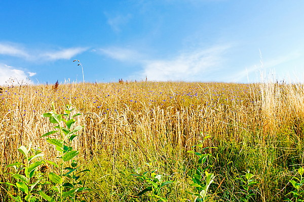 포토 JPG 해외이미지 식물 구름 계절 백그라운드 밭 농업 자연 하늘 날씨 풍경 잔디 사람없음 야외 초록색 여름 파란색 햇빛 태양 농장 노란색 환경 침묵 봄 자유 성장 흰색 시골 신선 땅 밀 허브 언덕 장면 수평선 해외202004 해외포토 자연요소 산업 컬러 컨셉 곡류 소리 생태계 파일형식 이미지허브