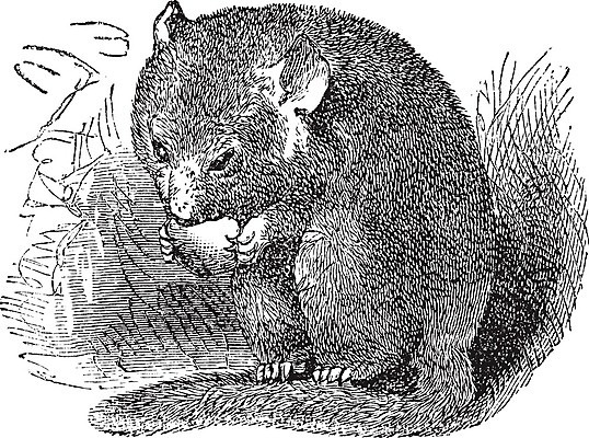 EPS 해외이미지 동물 디자인 유럽 야생동물 일러스트 포유류 자연 털 종류 미술 야외 검은색 수확 골동품 흰색 행운 설치류 스케치 먹기 그림 생물학 판화 내추럴 개암나무 동물상 옛날 해외202004 해외일러스트 나무 교육 나라 컬러 컨셉 농업 모션 문화예술 조형물 생태계 파일형식 벡터 이미지허브