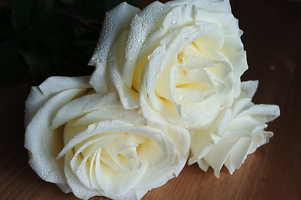 포토 JPG 해외이미지 꽃잎 꽃다발 꽃무늬 패턴 사람없음 물 장미 노란색 머리 젖음 흰색 신선 닫기 떨어짐 이슬 가득함 크림 싱글 아로마 슛 머리위 분무기 해외202004 해외포토 자연요소 꽃 컬러 컨셉 무늬 모션 신체부위 파일형식 이미지허브