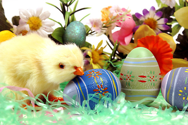 포토 JPG 해외이미지 식물 전통 계절 꽃 종교 휴가 부활절 병아리 사람없음 장식 초록색 컬러풀 노란색 계란 치킨 봄 축하 아기 화려 그리기 4월 해외202004 해외포토 기념일 컬러 컨셉 모션 조류 사람 알 날짜 닭고기요리 파일형식 이미지허브