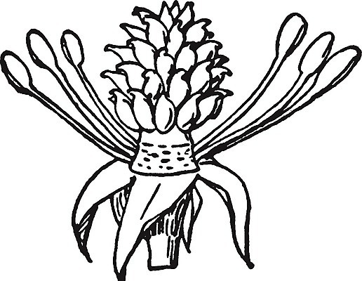 EPS 해외이미지 꽃 선 일러스트 미술 검은색 수확 흰색 그림 꽃가루 판화 작살 해외202004 해외일러스트 식물 컬러 농업 문화예술 가루 파일형식 벡터 이미지허브