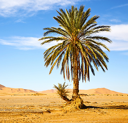 포토 JPG 해외이미지 나무 식물 모래 여행 잎 겨울 농업 아프리카 자연 건조 손바닥 사람없음 야외 목재 환경 정원 계곡 사막 나뭇가지 신선 뜨거움 모래언덕 심볼 유기농 모로코 사하라 내추럴 고립 생태학 오아시스 이국적 파라다이스 혼자 해외202004 해외포토 손 웰빙 계절 교육 나라 산업 재료 언덕 생태계 파일형식 이미지허브
