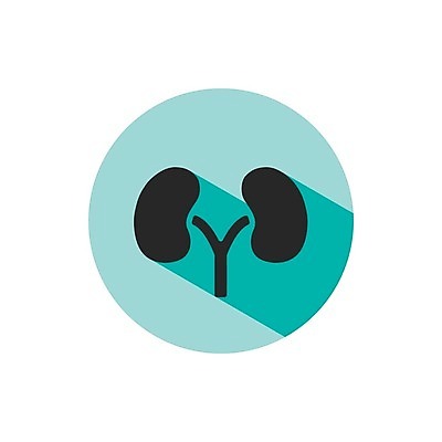 EPS 해외이미지 디자인 과학 신체 일러스트 해부 건강 병원 사람 내부 약 흰색 오르간 신장 플랫 심볼 사인 생물학 시스템 고립 돌봄 해외202004 해외일러스트 교육 컬러 의학 모션 건반악기 비뇨기관 파일형식 벡터 이미지허브