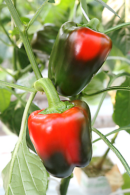 포토 JPG 해외이미지 식물 계절 음식 줄기 잎 농업 채소 과일 재료 자연 건강 사람없음 장식 빨간색 초록색 여름 농작물 정원 성장 종 침대 신선 달콤 가득함 향신료 유기농 원예 날것 후추 숙성 채식주의자 세련 해외202004 해외포토 웰빙 산업 컬러 가구 취미 맛 생태계 채식 향미료 파일형식 이미지허브