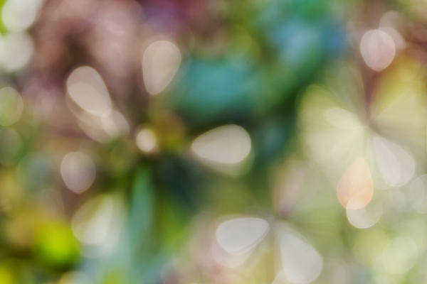 포토 JPG 해외이미지 백그라운드 자연 추상 그림자 사람없음 초록색 빛 컬러풀 햇빛 노란색 봄 펼침 벚꽃 흰색 달콤 보케 부드러움 타격 몽환 해외202004 해외포토 계절 꽃 컬러 컨셉 무늬 모션 태양 감각 맛 생태계 파일형식 이미지허브