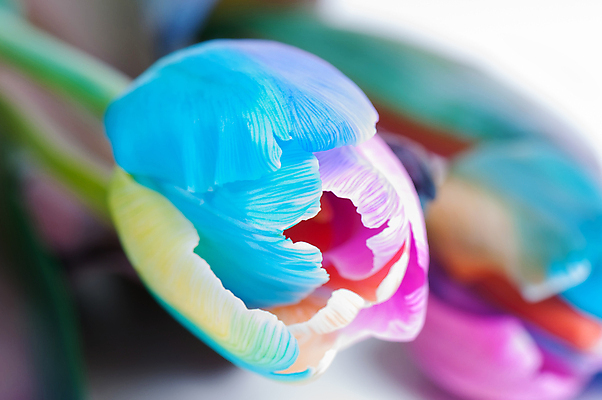 포토 JPG 해외이미지 식물 계절 꽃잎 꽃 줄기 분홍색 무지개 잎 꽃무늬 자연 친절 사람없음 빨간색 초록색 컬러풀 노란색 봄 줄무늬 튤립 벚꽃 축하 우아함 다발 내추럴 특별함 해외202004 해외포토 자연요소 컬러 컨셉 무늬 생태계 파일형식 이미지허브