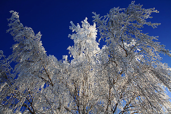 포토 JPG 해외이미지 나무 크리스마스 겨울 자연 풍경 사람없음 야외 장식 파란색 얼음 추위 나뭇가지 막대기 정상 시원함 서리 자작나무 벌거벗은 해외202004 해외포토 자연요소 식물 계절 기념일 컬러 생태계 파일형식 이미지허브