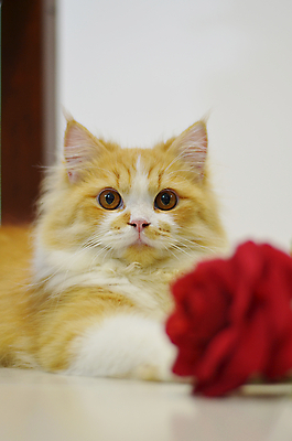 포토 JPG 해외이미지 동물 꽃 크리스마스 장난 친절 발렌타인데이 사랑 사람없음 빨간색 반려동물 장미 고양이 인사 달콤 솜털 해외202004 해외포토 식물 기념일 감정 컬러 포유류 데이이벤트 예절 맛 파일형식 이미지허브